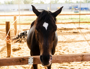 Horse