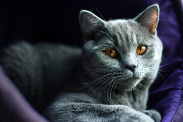 British Shorthair Blue Cat
