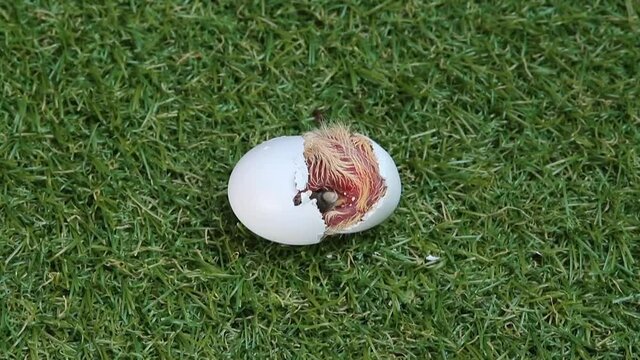 The clumsy behavior of a baby bird hatching from an egg. The origin of life in the wild.