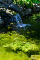 Green algae in a pond with a waterfall in the background.