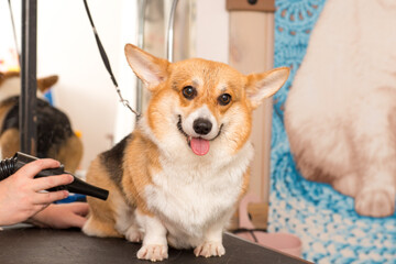 Dog Corgi Drying Pet Grooming and hairstyle Concept.