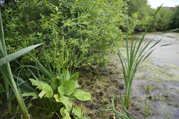 green onions in the garden
