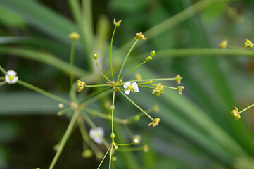 close up of a cactus