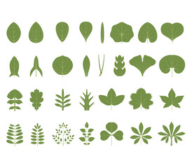 Types of leaves isolated
