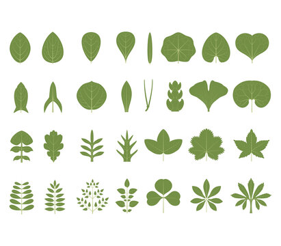 Types Of Leaves Isolated