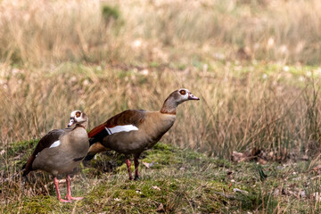 two nile geese in a golden meadow