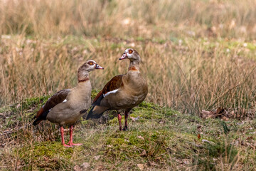 two nile geese in a golden meadow