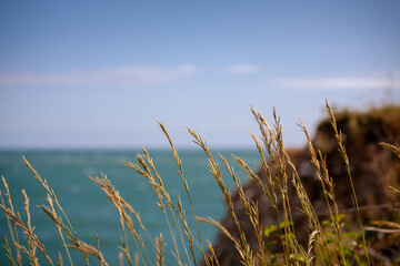 British Coastline Grass in the Wind