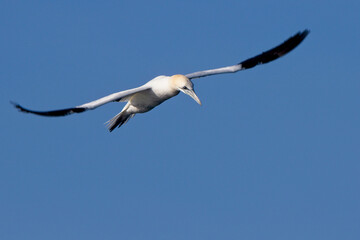 Northern Gannet (Morus bassanus) adult in flight in Mounts Bay, Cornwall, England, UK.