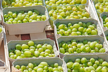 Verkaufsstand, Stachelbeere