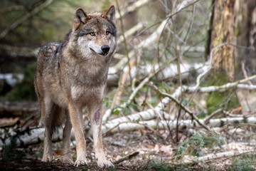 a grey european timber wolf