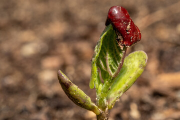 Extreme close-up of bean plant sprout emerging from the soil in a garden