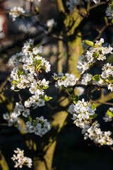 White pear flowers on tree branches.