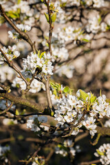 White pear flowers on tree branches.