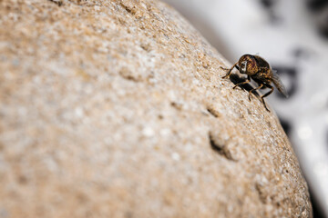 Detail of a fly on a stone.