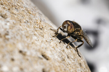 Detail of a fly on a stone.