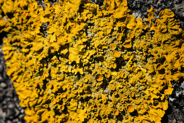 Yellow mushroom in detail in nature.