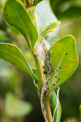 Green leaves of boxwood and caterpillar.