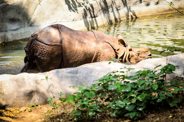 single brown rhinoceros without horn swimming in green pond water in zoo