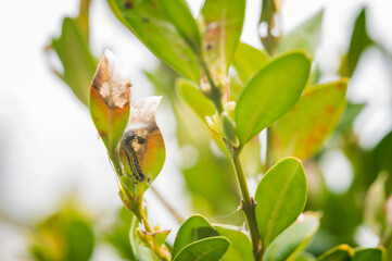 Green leaves of boxwood and caterpillar.