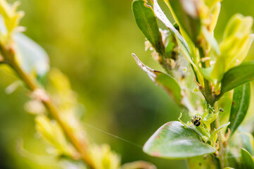 Green leaves of boxwood and caterpillar.