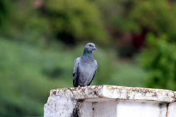 Pigeon on a ground or pavement in a city. Pigeon standing. Dove or pigeon 