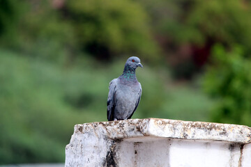 Pigeon on a ground or pavement in a city. Pigeon standing. Dove or pigeon 