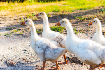 little white ducks in the village