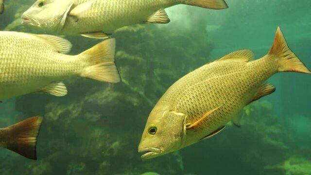Many Fishes in aquarium,saltwater fishes, Red snapper