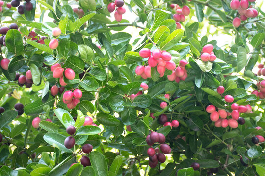  Carissa carandas resulting in a bunch of beautiful colors including pink, purple, red