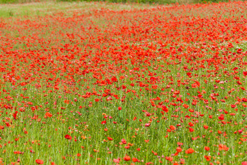 Landscape - Field of poppies