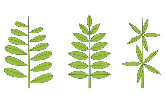 Phyllotaxis. Leaf Arrangement