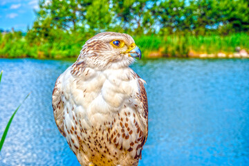captive bird of prey on lake background
