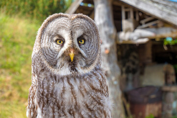 Owl portrait. Owl eyes close up.
