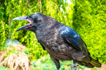 animal, background, beak, bird, brown, close-up, closeup, eye, eyes, face, feather, feathers, head, hunter, look, natural, nature, nocturnal, one, outdoors, owl, owl eyes, portrait, predator, prey, ra