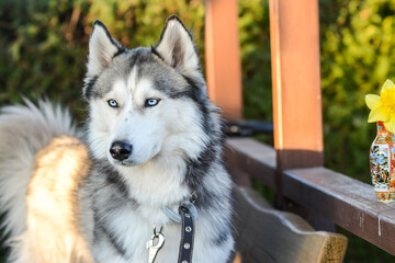 Cute Siberian Husky, outdoors in the evening
