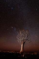 Quiver tree by night