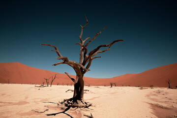 Fototapeta na wymiar Deadvlei Namibia