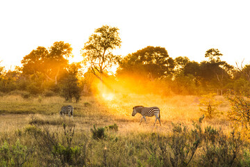 Zebra in Khwai - Botswana