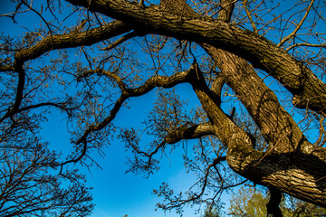 Branches of a large tree on a background of blue spring sky in Minsk, Belarus