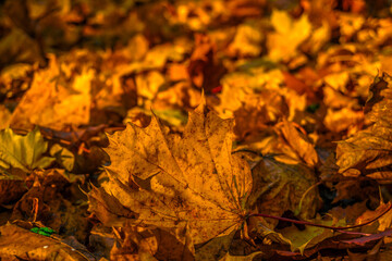 Fallen maple leaf close up
