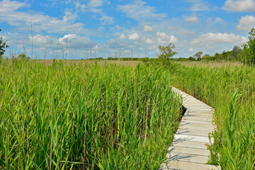 A wooden boardwalk in the wetlands of Isola Della Cona in Friuli-Venezia Giulia, north east Italy
