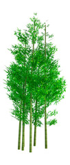 3D Rendering Bamboo Trees on White