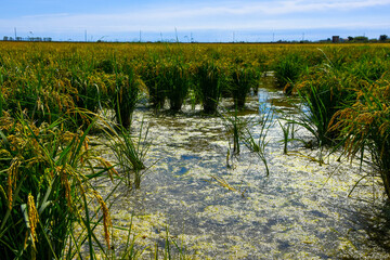 The Ebro Delta, in Catalonia