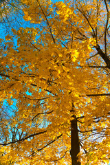 Fototapeta premium Autumn leaves. Autumn foliage at sky background. 
