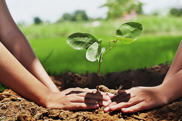 people helping planting tree in nature for save earth. environment eco concept