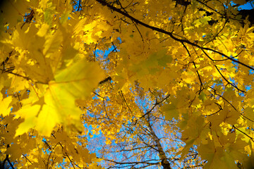 Autumn leaves. Autumn foliage at sky background.