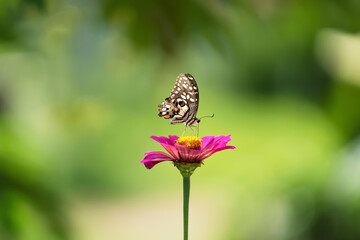 butterfly with flower and sunshine