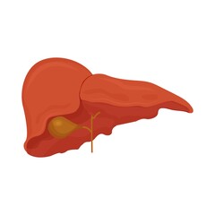 Human liver, organ isolated on white background stock vector illustration. Education, medical examination object, element. Graphic healthcare concept.