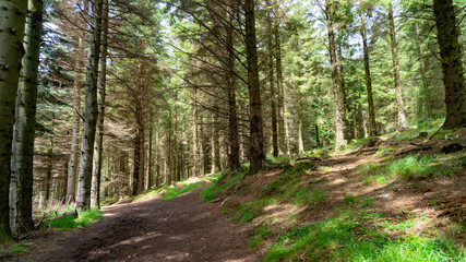 Obraz premium Mountain path between the trees. Selective focus